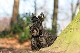 SCOTTISH TERRIER 056
